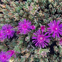 Covergreen Delosperma cooperi matten