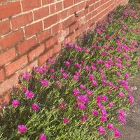 Covergreen Delosperma cooperi matten