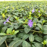 Covergreen Vinca atropurpurea  matten
