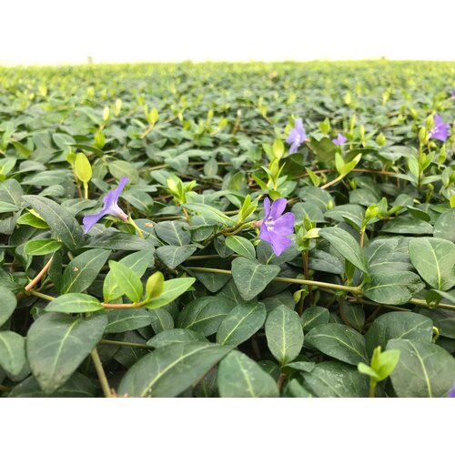 Covergreen Vinca atropurpurea matten