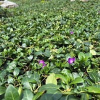 Covergreen Vinca atropurpurea  matten