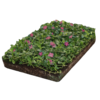 Vinca atropurpurea  matten