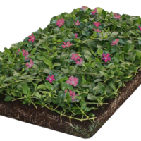 Covergreen Vinca atropurpurea  matten