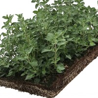 Covergreen Nepeta walkers low matten