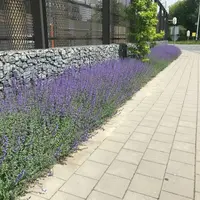Covergreen Nepeta walkers low matten