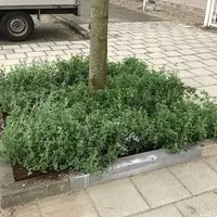 Covergreen Nepeta walkers low matten