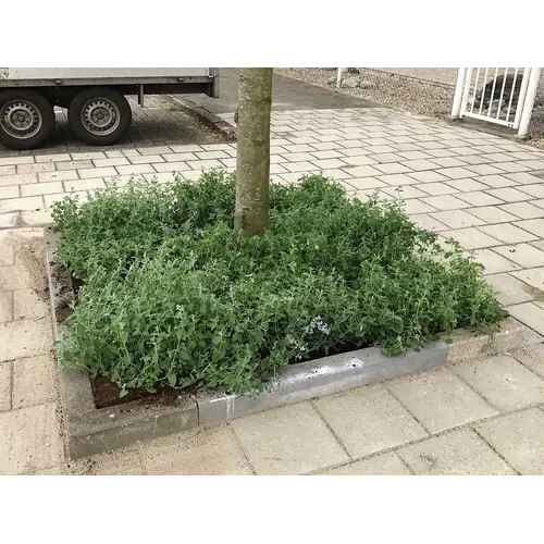 Covergreen Nepeta walkers low matten