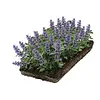 Nepeta walkers low matten
