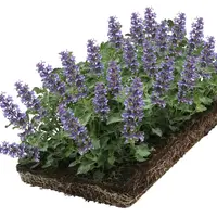 Covergreen Nepeta walkers low matten