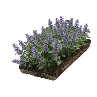 Covergreen Bodembedekker Nepeta walkers low 57x38 cm.