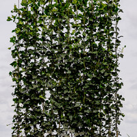 Kant en klaarhaag Hedera Hibernica 120x180 cm