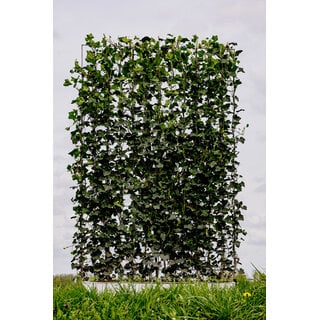 Eigen Kant en klaarhaag Hedera 120x180 cm