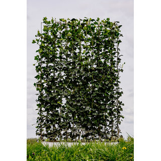 Kant en klaarhaag Hedera 120x180 cm