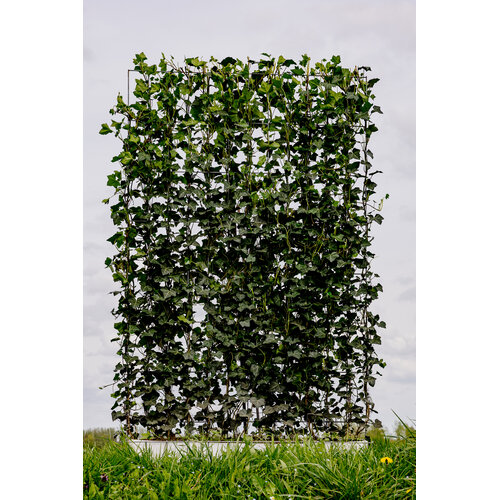 Eigen Kant en klaarhaag Hedera Hibernica 120x180 cm