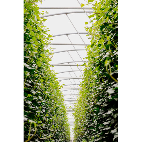 Kant en klaarhaag Hedera Hibernica 120x180 cm