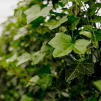 Kant en klaarhaag Hedera Hibernica 120x180 cm