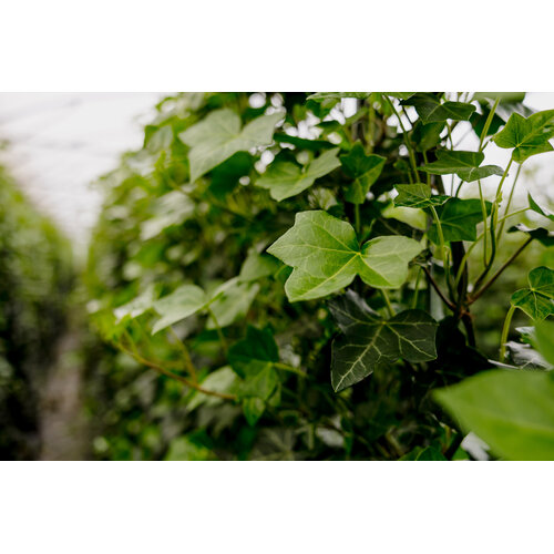 Kant en klaarhaag Hedera Hibernica 120x180 cm