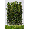 Kant en klaarhaag Hedera Hibernica 120x200 cm