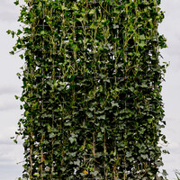 Kant en klaarhaag Hedera Hibernica 120x200 cm