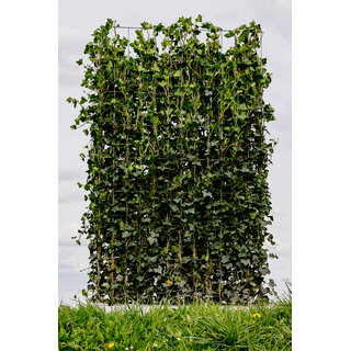 Kant en klaarhaag Hedera 120x200 cm