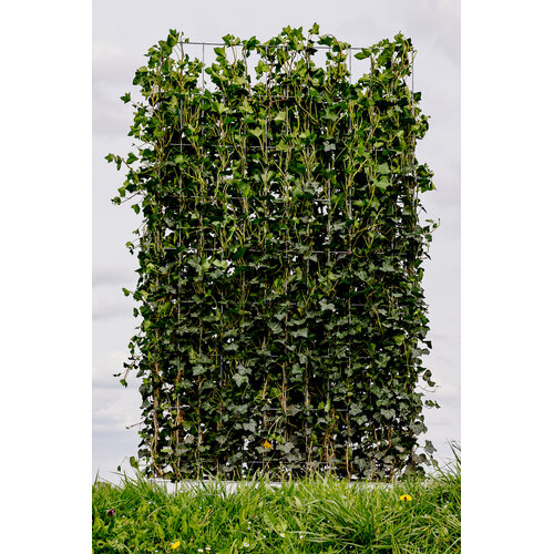 Kant en klaarhaag Hedera Hibernica 120x200 cm