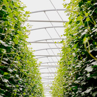 Kant en klaarhaag Hedera Hibernica 120x200 cm