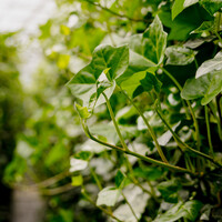 Kant en klaarhaag Hedera Hibernica 120x200 cm