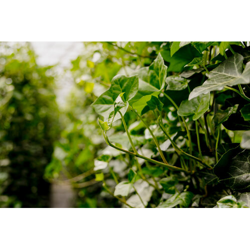 Kant en klaarhaag Hedera Hibernica 120x200 cm