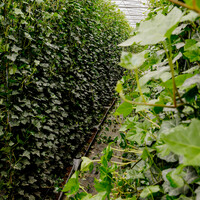 Kant en klaarhaag Hedera Hibernica 120x180 cm