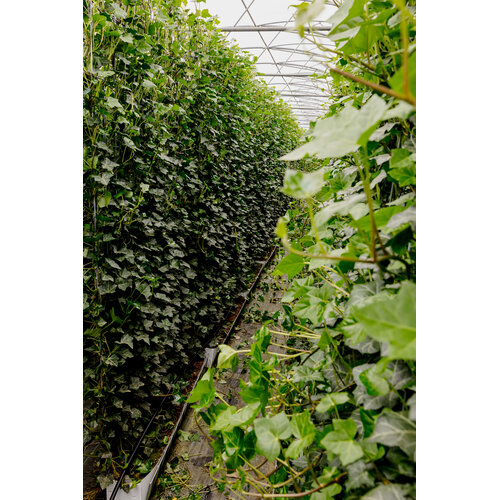 Kant en klaarhaag Hedera Hibernica 120x180 cm