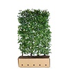 QuickHedge Carpinus Betulus 100x120 cm.