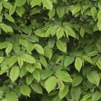 Quick hedge QuickHedge Carpinus Betulus 100x120 cm. - Copy