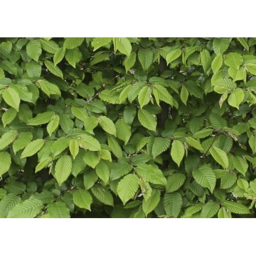 Quick hedge QuickHedge Carpinus Betulus 100x120 cm. - Copy