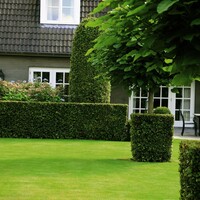 Quick hedge QuickHedge Carpinus Betulus 100x120 cm. - Copy
