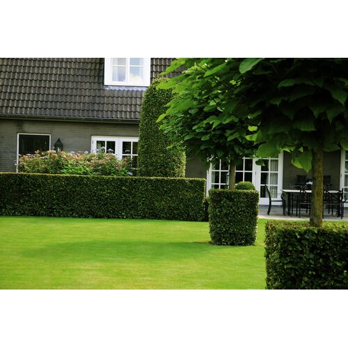 Quick hedge QuickHedge Carpinus Betulus 100x120 cm. - Copy