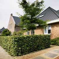 Quick hedge QuickHedge Carpinus Betulus 100x120 cm. - Copy