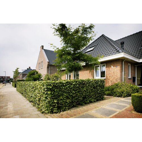 Quick hedge QuickHedge Carpinus Betulus 100x120 cm. - Copy