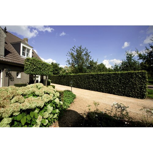 Quick hedge QuickHedge Carpinus Betulus 100x120 cm. - Copy