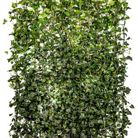 Kant en klaarhaag Hedera Hibernica 120x200 cm