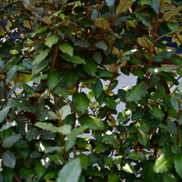 Eigen Elaeagnus ebbingei (120x180cm bxh)