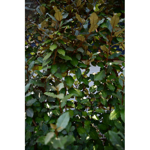 Eigen Elaeagnus ebbingei (120x180cm bxh)