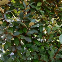 Eigen Elaeagnus ebbingei (120x180cm bxh)