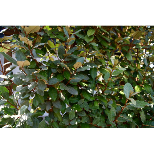 Eigen Elaeagnus ebbingei (120x180cm bxh)