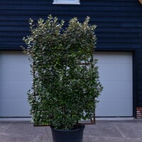 Eigen Elaeagnus ebbingei (120x180cm bxh)