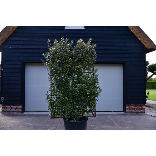 Eigen Elaeagnus ebbingei (120x180cm bxh)