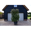 Elaeagnus ebbingei (120x180cm bxh)