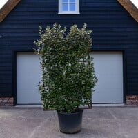 Eigen Elaeagnus ebbingei (120x180cm bxh)