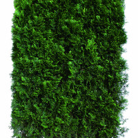 Quick hedge Kant en klaar haag Thuja occ. Smaragd 100x200 cm