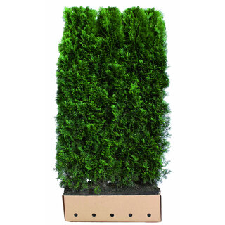 Quick hedge Kant en klaar haag Thuja occ. Smaragd 100x200 cm