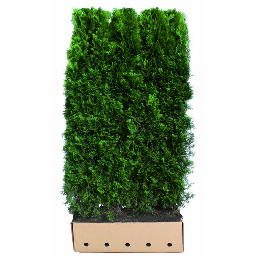 Quick hedge Kant en klaar haag Thuja occ. Smaragd 100x200 cm